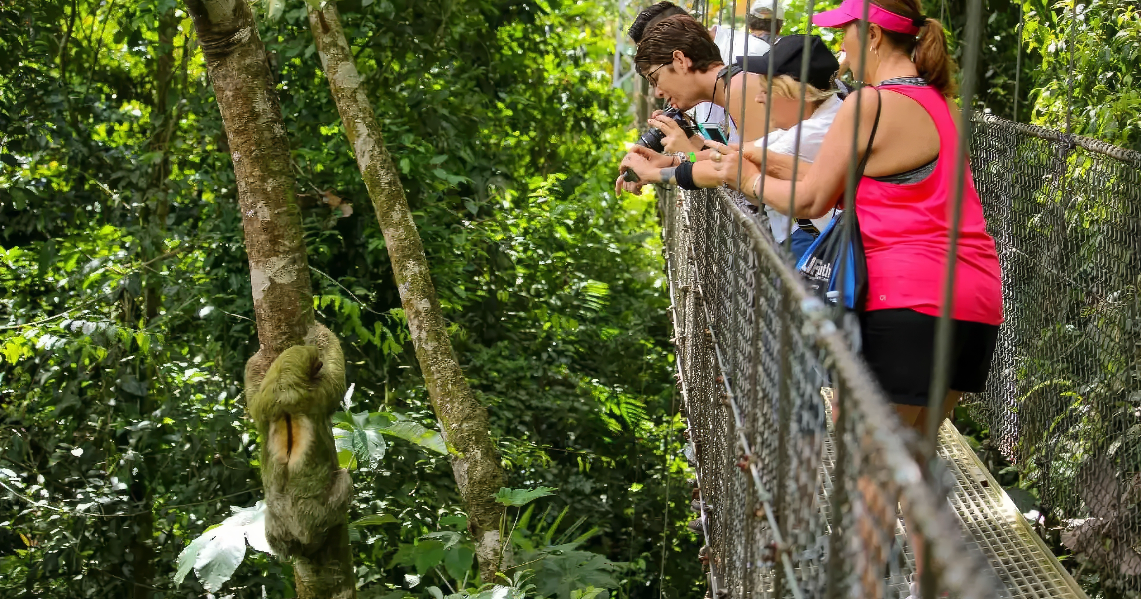Immerse yourself in the living layers of the rainforest at the Mistico Arenal Hanging Bridges, where you will explore the jungle from the ground up