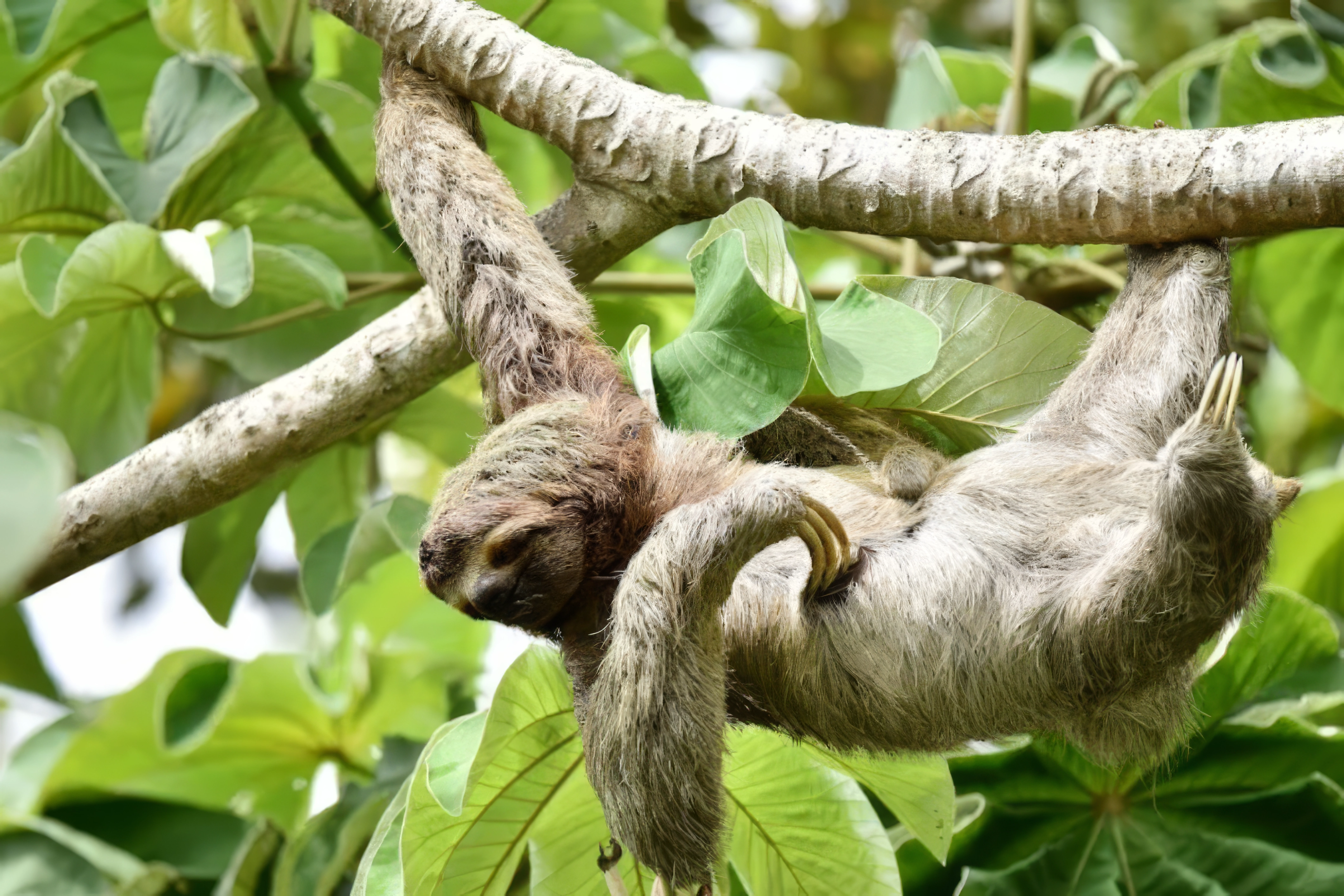 Sloth Encounter: Sloths in the Wild in La Fortuna Get ready for the ultimate wildlife highlight of your Costa Rican vacation with our Sloth Encounter in La Fortuna! This isn't just a walk; it's