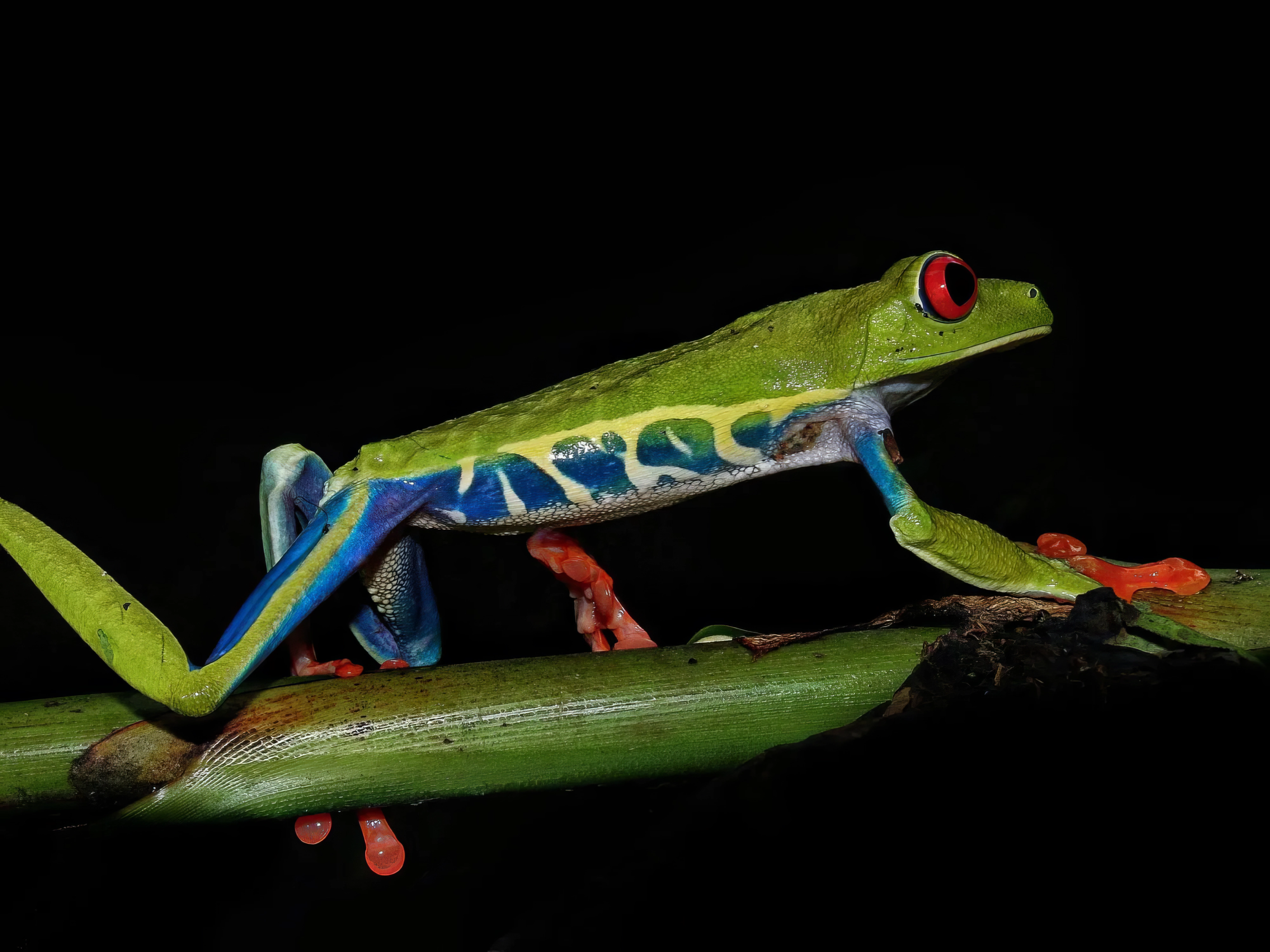 Night Walk In Search of Frogs, Reptiles, and Nocturnal Wildlife Flip the switch on adventure and witness the rainforest come alive like never before with our La Fortuna Night Walk! As the sun sets, the