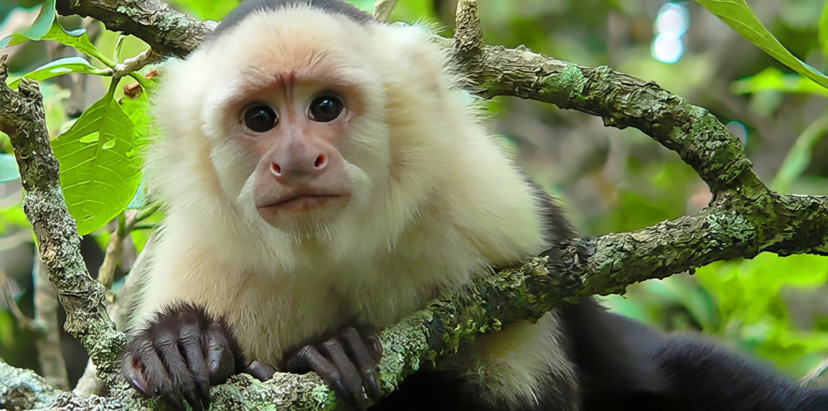 Monkeys Of Costa Rica Species Habitats Where To See Them Monkeys Of Costa Rica Species Habitats Where To See Them